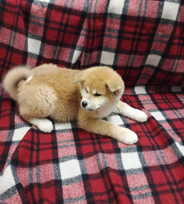 Песики Акіта-іну