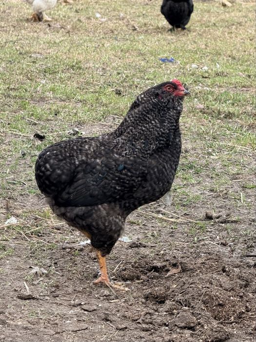 Araukana koguty roczne