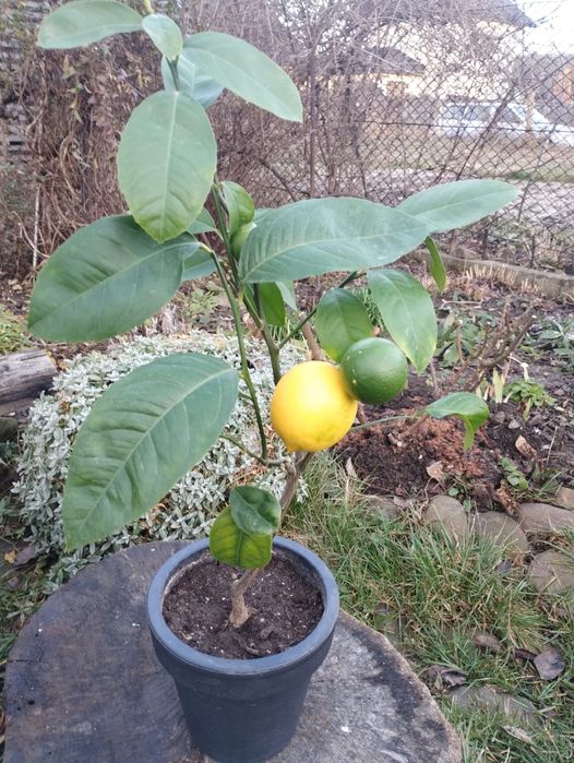 Лимон кімнатний з плодами