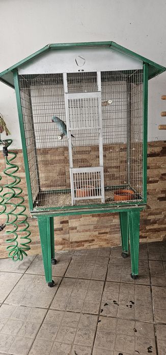 Psitacideos para cedência