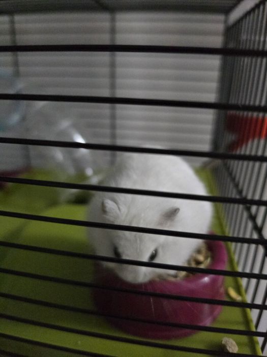 Hamster Anão russo