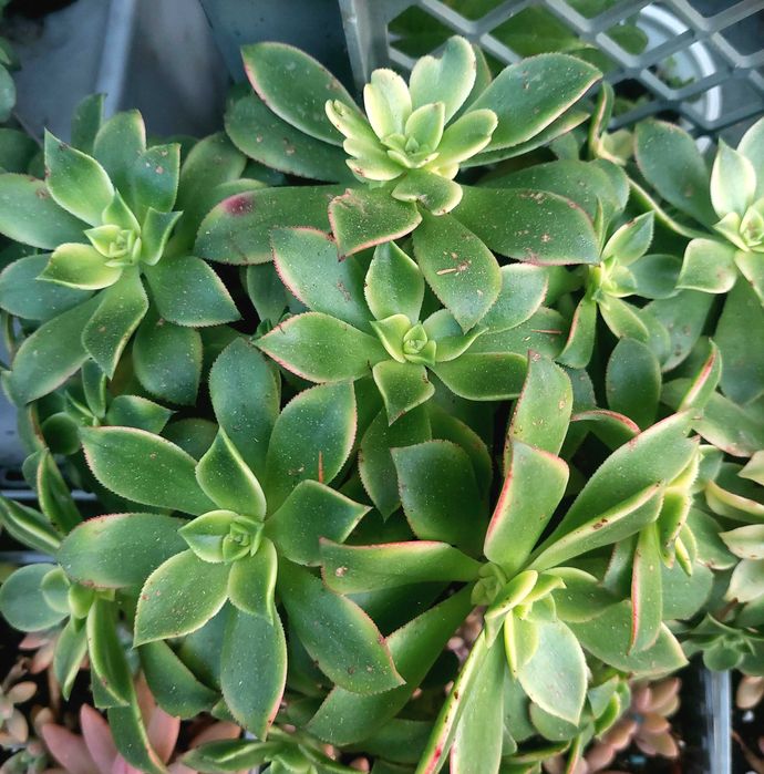 Suculentas 5€ cada