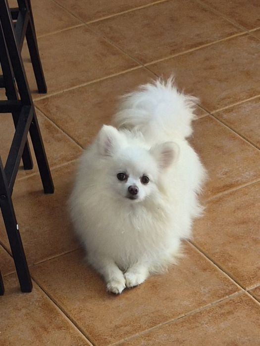 Spitz alemao lindissima