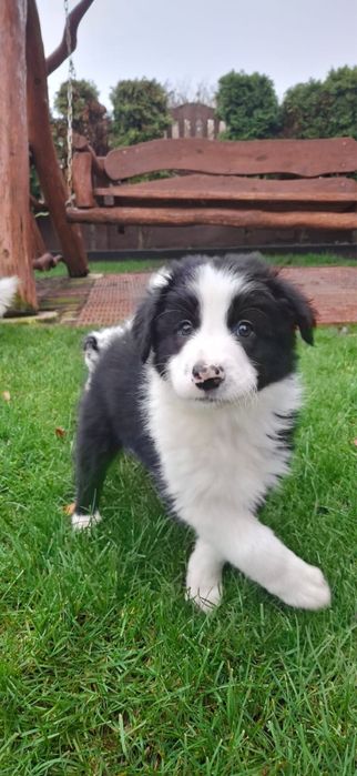 Border Collie szczeniak