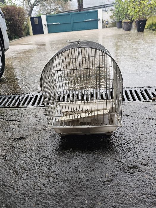 Gaiolas e ninhos ring neck