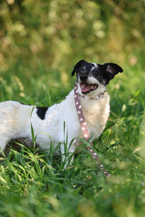 Do adopcji małe pieski