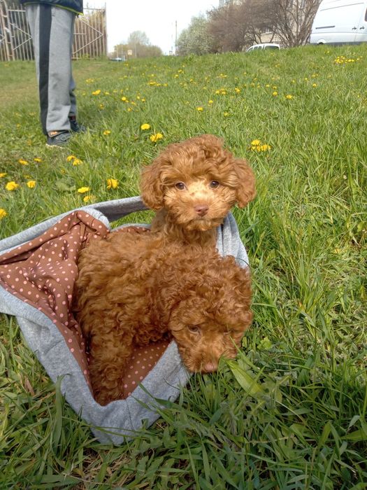 Той пудель.девочки