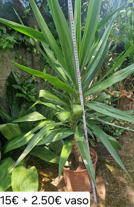 Yuccas de varios tamanhos