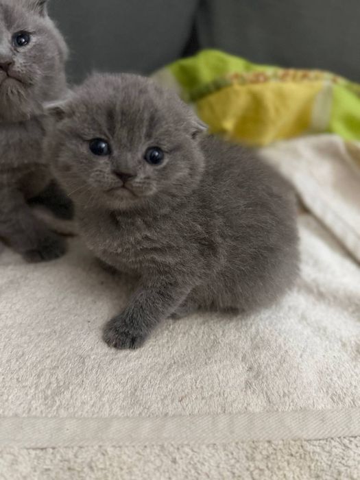 Шотландські висловухі кошенята