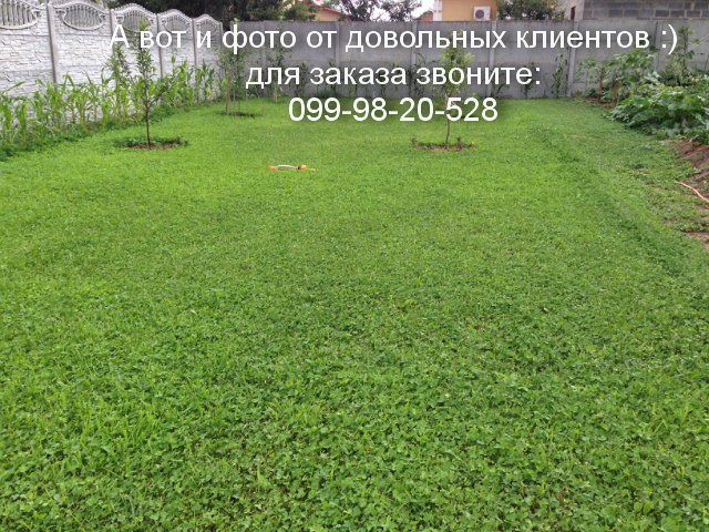 микро Клевер белый 10г Пиполина Дания семена орігінал цветы газон