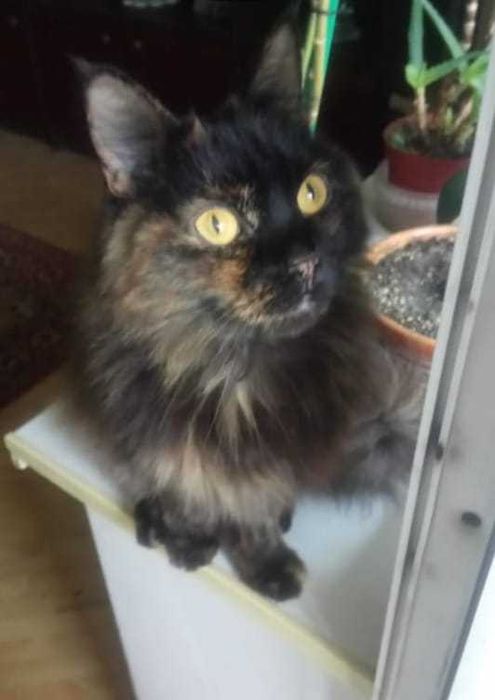 Ищем заботливых и ответственных хозяев для стерилизованной кошечки