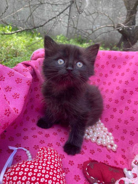 Кошеня, 2 місяці, хлопчик в надійні руки!