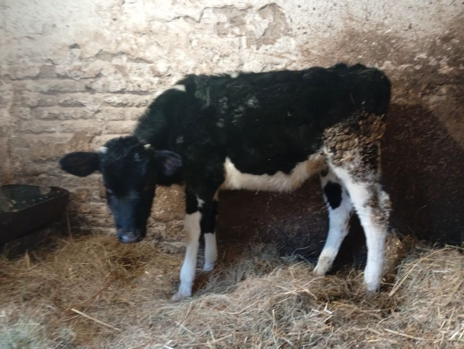 Sprzedam byczki i jałówki