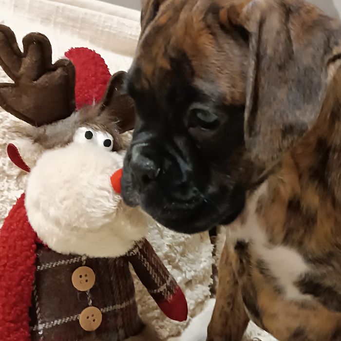 bokser  szczeniak pręgowany