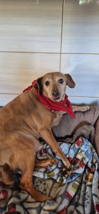 Piesek Około 10 lat