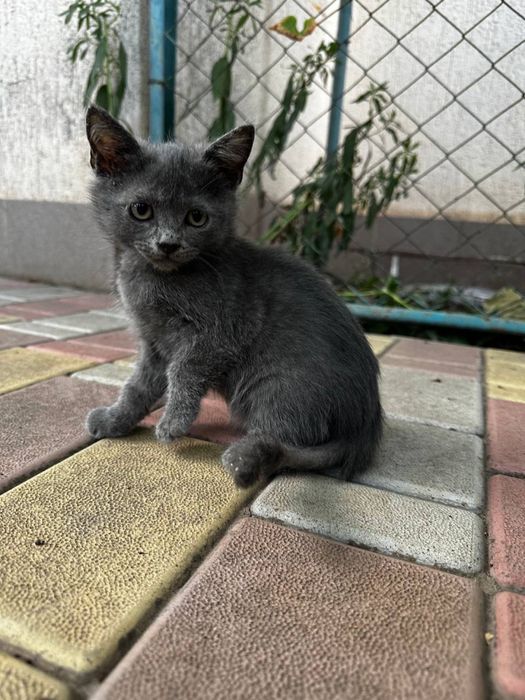 Продаж любячих кошенят