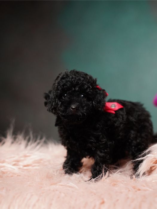 Мальтіпу дівчатка та хлопчики