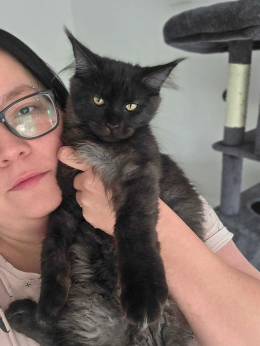 MaineCoonRodowódFPL