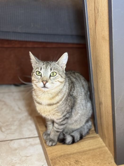 Котик, 3 роки, кастрований