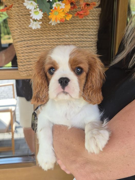 suczka Cavalier King Charles Spaniel ZKwP