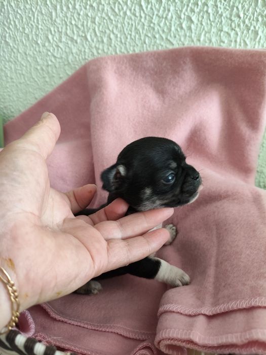 Chihuahua macho lindo