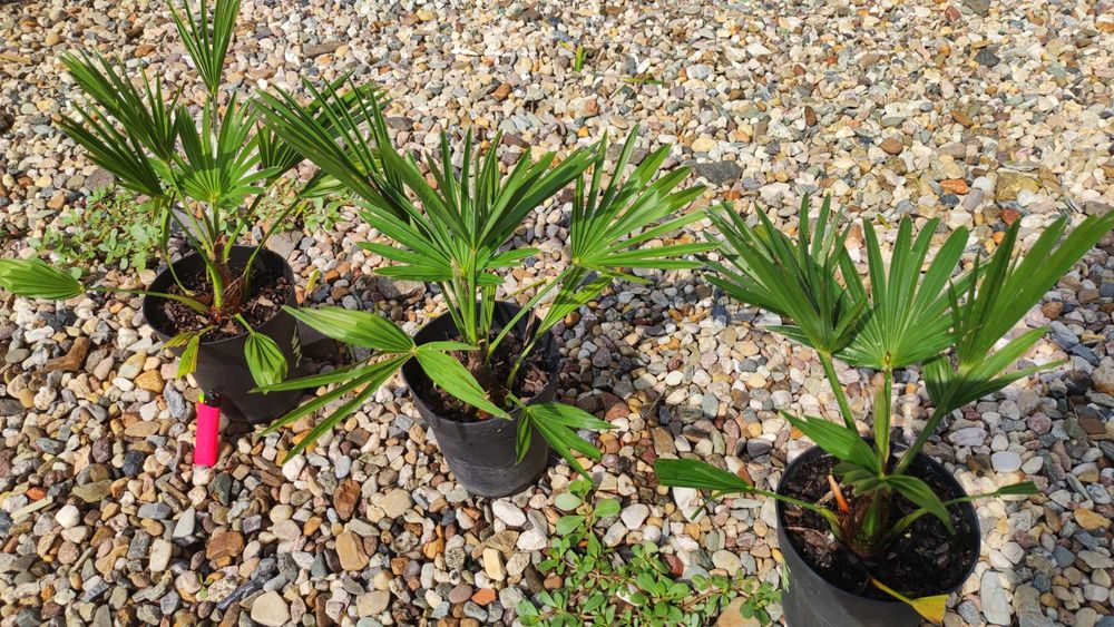 Zestaw palm mrozoodpornych Trachycarpus Bułgaria, Tesan, Wagnerianus.