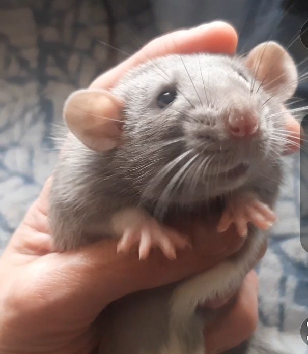 Домашні пацючки "Сріблясті норкові...