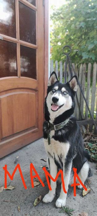 Цуценята від мами Хаскі