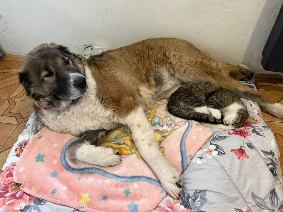 Bobo samiczka szuka swojego człowieka