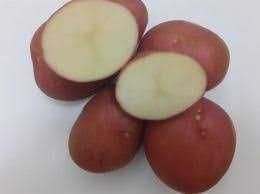 Ziemniaki Jadalne VINETA,Bellarosa, redsonia, catania