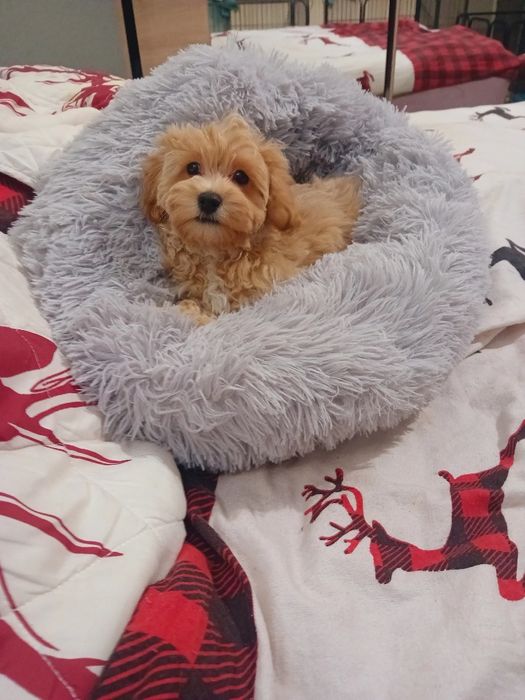 Maltipoo, maltańczyk, pudelek toy ,piesek rezerwacja k