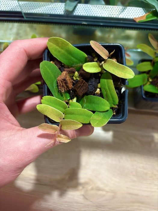 Marcgravia sp. roslina do terrarium tropikalnego (pnącze)