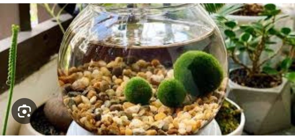 Маримо мох домашний питомец подарок