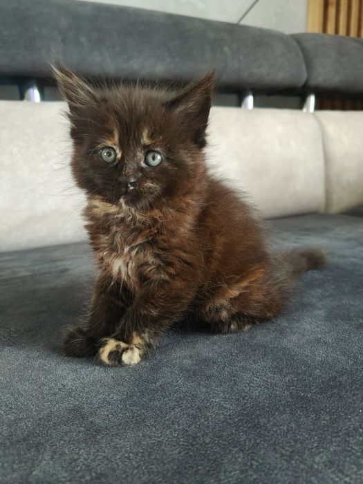 Kotka Maine coon