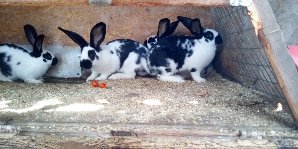 Продам кроликов на развод и мясо Индоутки селезни и уточки цвет Лаванд