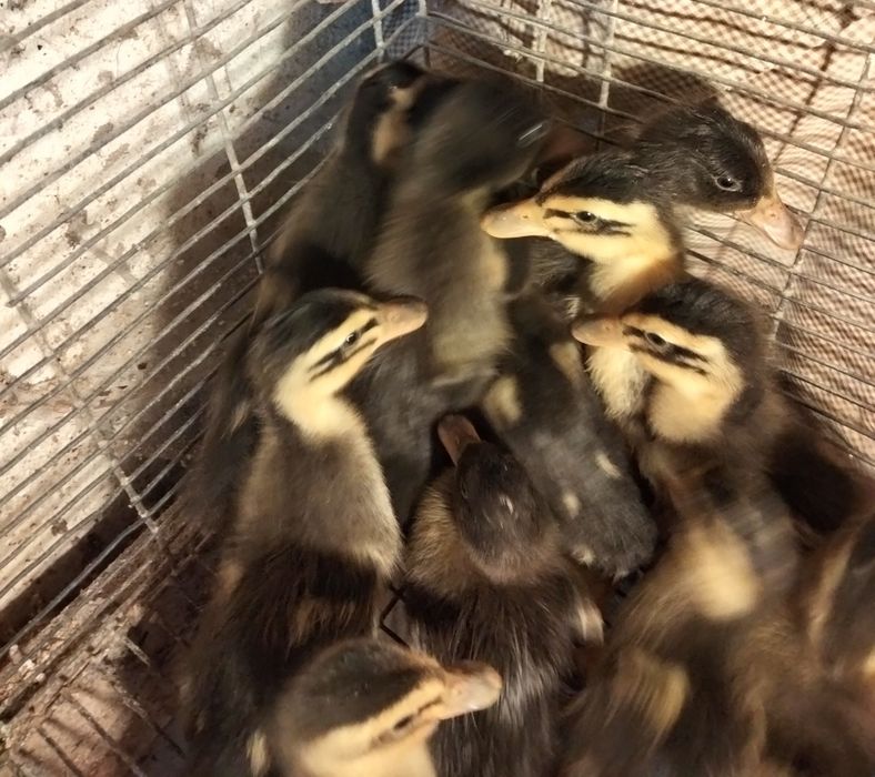 Patos e Patinhos Rouen