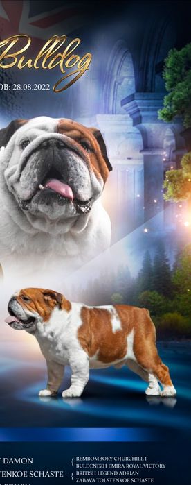 Вязка английский бульдог