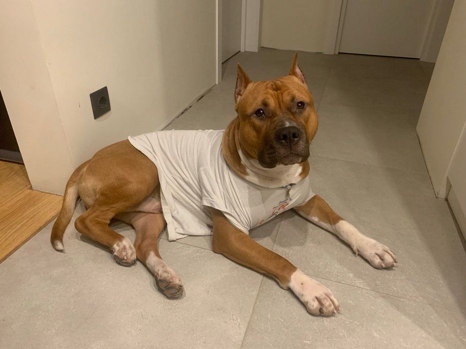 Чистокровний красень Амстафф