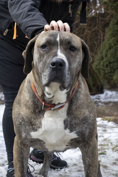 Suczka około 3 lata