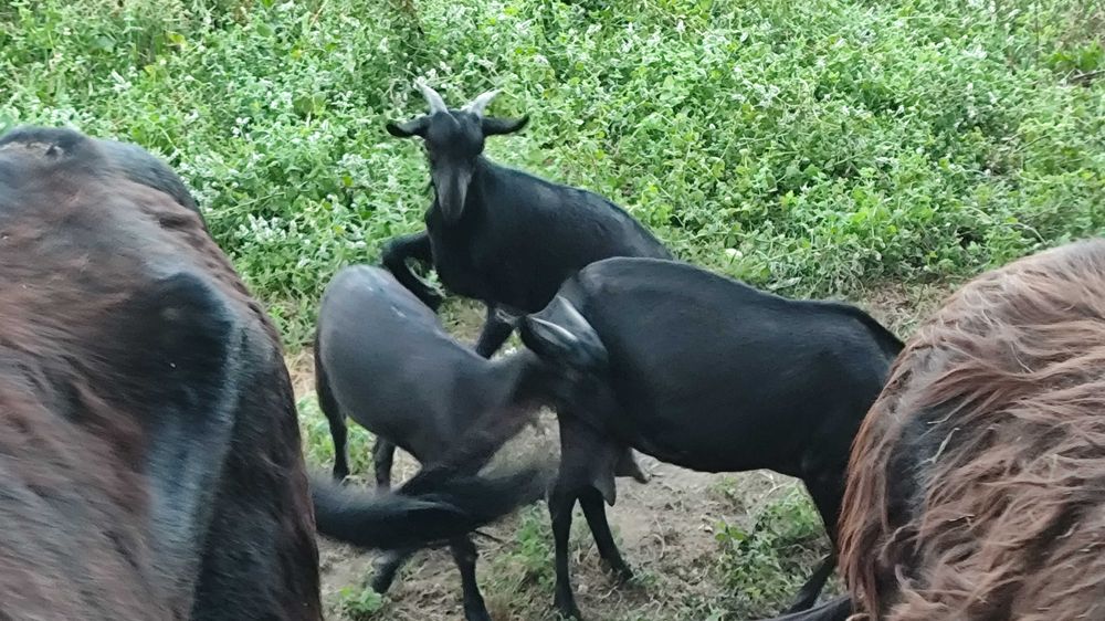 Caprinos raça murciana granadina