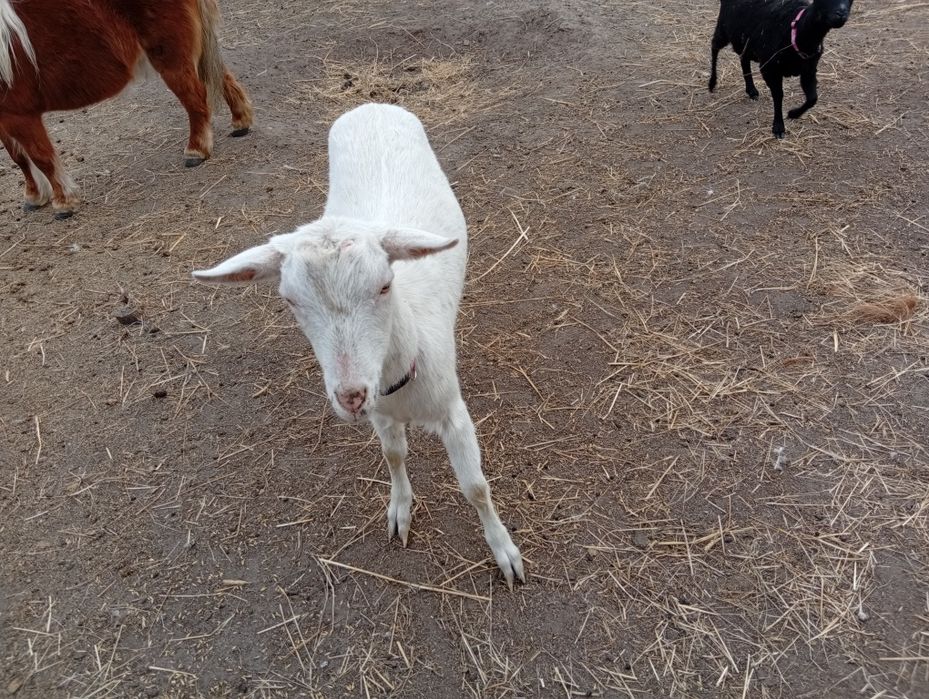 Koza kotna saaneńska