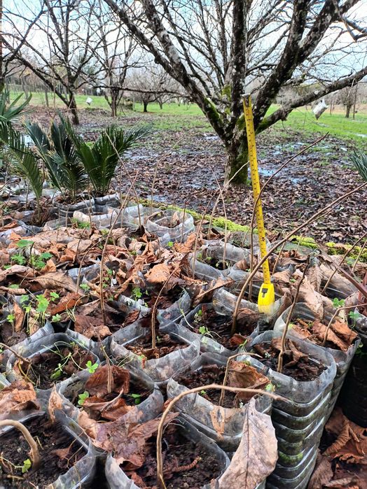 Asimina Triloba (Paw Paw) – Única árvore tropical que resiste ao Frio!