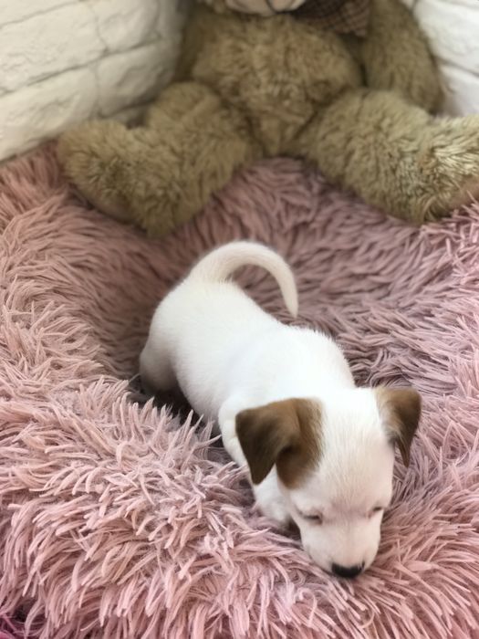 Джек рассел терьер чекає саме на вас