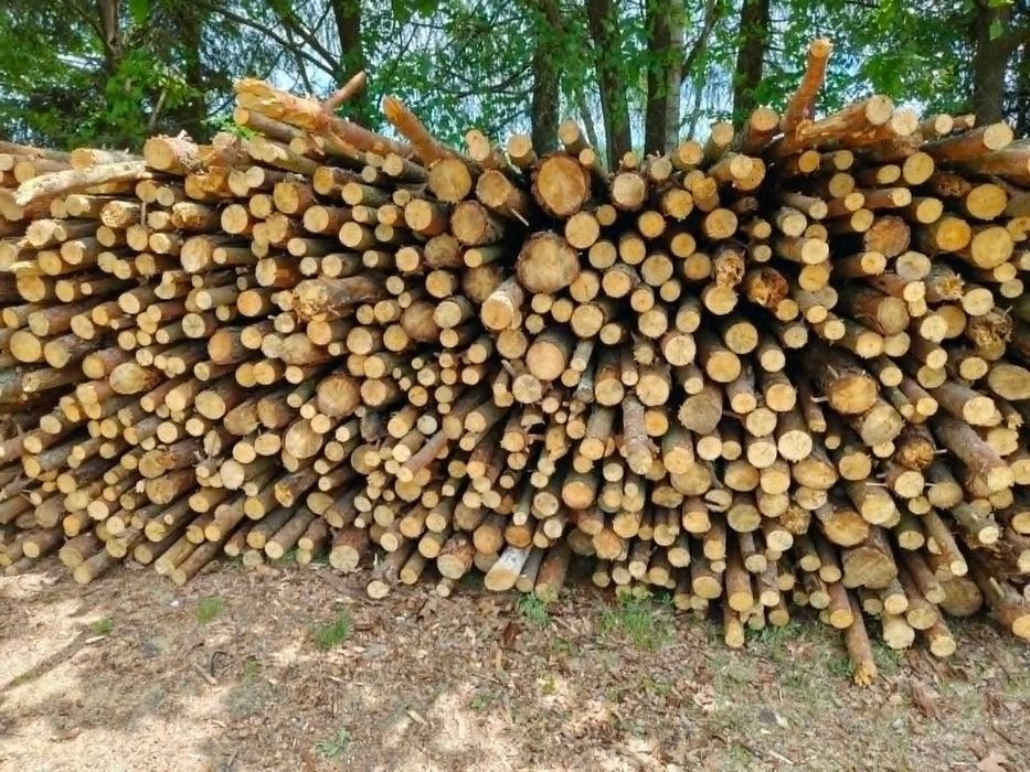 Drewno sosnowe suche, opał