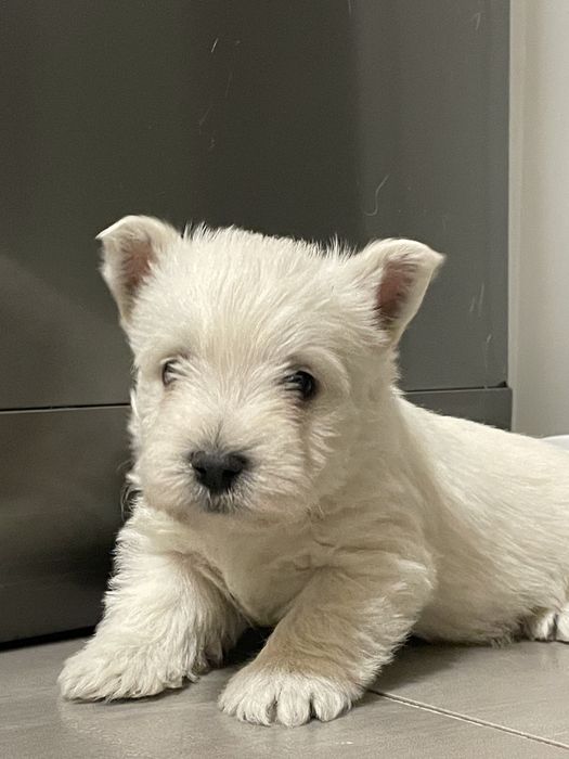Szczeniaczek West Highland White Terrier