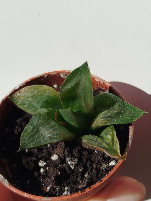 Суккуленти по 15 грн