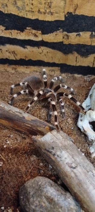 Acanthoscurria geniculata samiec