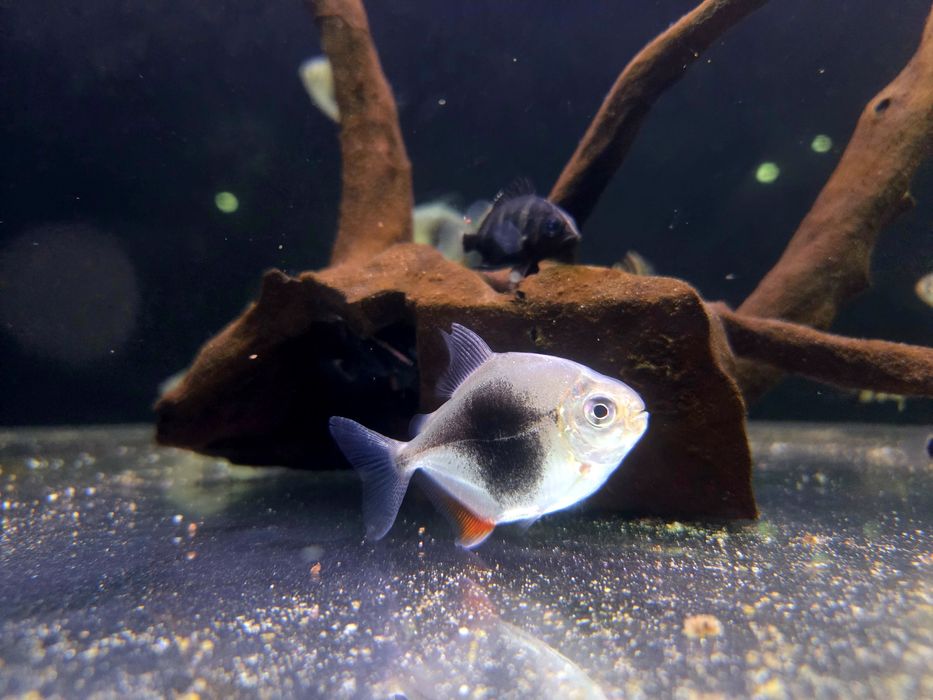 Myleus schomburgkii Blackberry