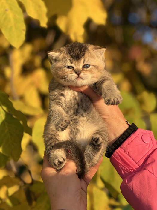 Шикарний плюшевий хлопчик Золота шиншила