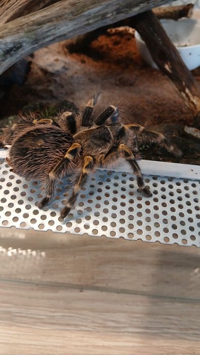 Grammostola pulchripes Ptasznik złotokol z terrarium